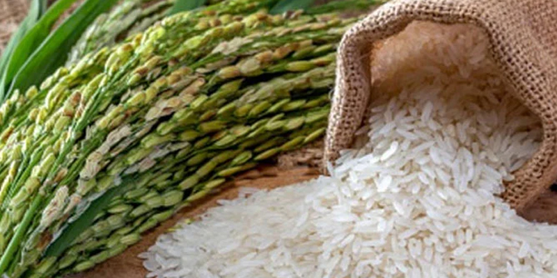 چاول کی فصل مارکیٹ میں آتے ہی قیمت 8 ہزار سے کم ہو کر 4500 روپے فی من ہو گئی