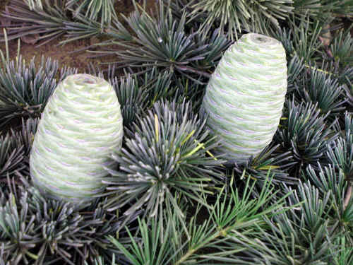 Cedrus_deodara_-_Cones__-_Point_Loma_University_-_San_Diego_-_7-2002
